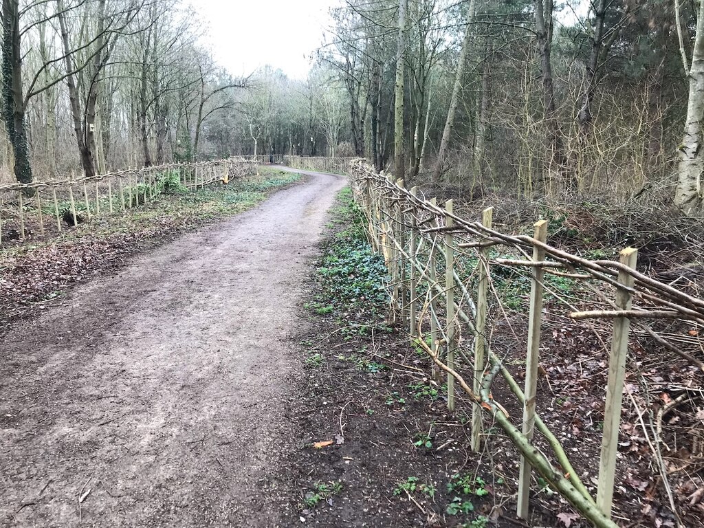 New Hedging In Toton Fields Nature © David Lally Cc By Sa20