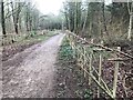 New hedging in Toton Fields Nature Reserve