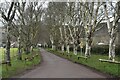 Avenue of silver birch trees, Cheddar Reservoir access road