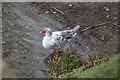 View of a muscovy duck on the River Great Ouse