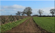SE6039 : Muddy Farm Track heading off the Stillingfleet and Kelfield Road by Chris Heaton