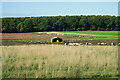 Pig Farming, Primrose Hill