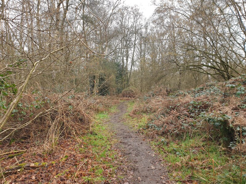 Bowdown Woods wildlife walk © Oscar Taylor cc-by-sa/2.0 :: Geograph ...