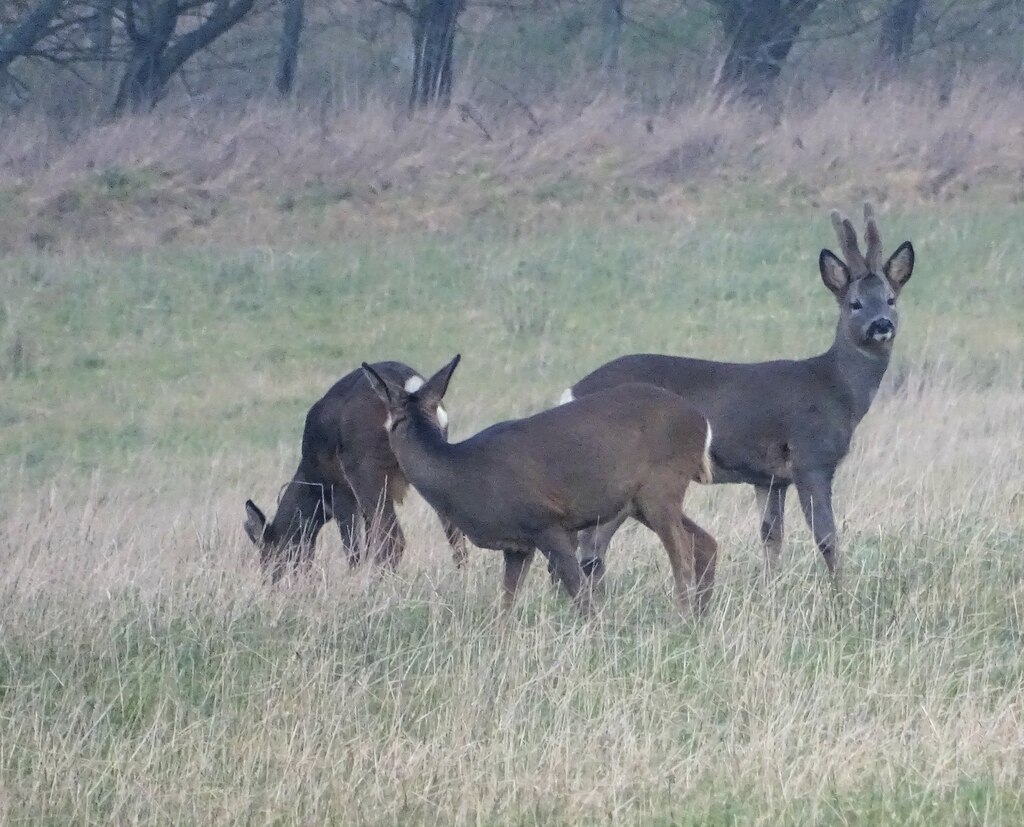 Roe Deer on a winter's morning © Robert Graham ccbysa/2.0 Geograph