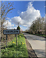 Thriplow: roadside daffodils on Fowlmere Road