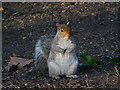 Grey squirrel, Radford Recreation Ground