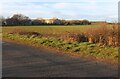 Field by Swineshead Road