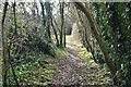 Wooded footpath