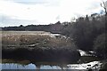 Tidal creek east of Beeleigh Grange Farm