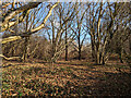 Wooded land east of Balcombe Road, Crawley