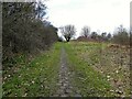 Overgrown cobbled road