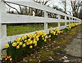 Daffodils and crocuses