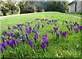 Crocuses, St. Nicholas