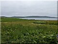 Thick vegetation above Tingwall Ferry Terminal