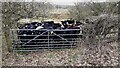 NY5163 : Inquisitive cows at field gate on SE side of rural road by Roger Templeman