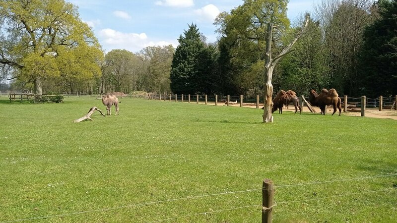 Camels At Cotswold Wildlife Park © Pebble Cc-by-sa/2.0 :: Geograph ...