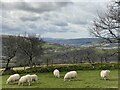 Sheep grazing above Nant y Cadno