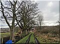 Trackside trees at Tanfield Lea