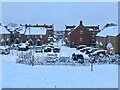 Bunting Close in the snow, Apsley