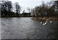 NS9194 : Swans on Gartmorn Dam by Jim Smillie
