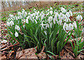 Snowdrops (Galanthus nivalis)