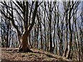 Woodland on the summit of Abberley Hill