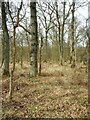 Woodland beside the A81