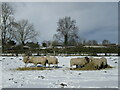 SE6889 : Sheep near Gillamoor by T  Eyre