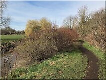 SK5034 : Path beside the River Erewash by David Lally