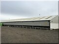 Cattle shed, Penrith Mart