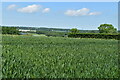 Wheat field