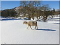 NY3606 : Lone sheep in the snow by Oscar