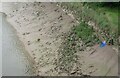 All sorts of junk left at low tide in the Avon