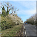 Early blossom by the A1304