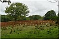 Pasture with docks near Llethr