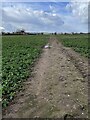 Arable fields west of Rodington