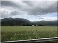 Grassland east of Stirling