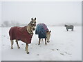 Colourful coat or colourful cape