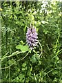 Common spotted orchid in the woods at Fishcross