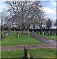 Deciduous trees in winter, Bulwark, Chepstow