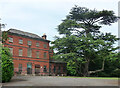 Cedar, Braunstone Park, Leicester