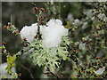 Merrow Common - Early Spring Snow