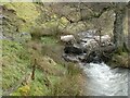 Sheep crossing a stream