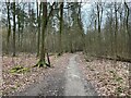 Orange cycle route - Blackwood Forest