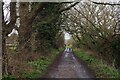 Track overhung by ash trees