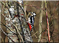 NT6133 : A great spotted woodpecker (Dendrocopus major) by Walter Baxter