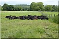 Cattle in a field