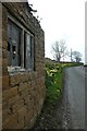 Barn and daffodils in Bramham