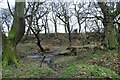 The stream in Harperley Wood