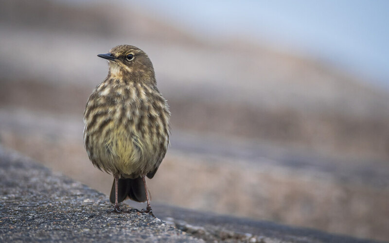 rock-pipit-bangor-rossographer-cc-by-sa-2-0-geograph-britain-and